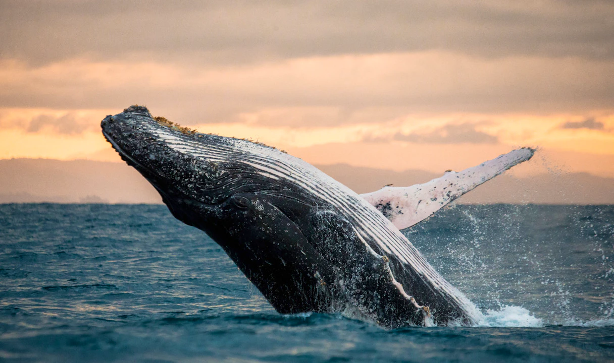 Go City San Diego All-Inclusive Pass: Save Up to 50% on Attractions Ticket